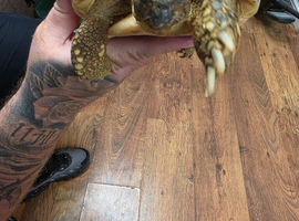 Extra large Hermann tortoise