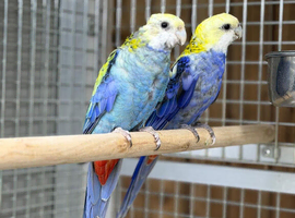 Rosella parrot