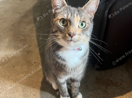 Lola the cat