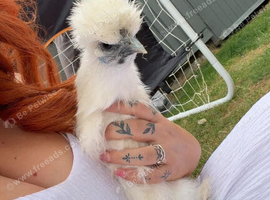 White Silkie Hen POL