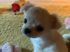Apple head male chihuahua puppy&rsquo;s