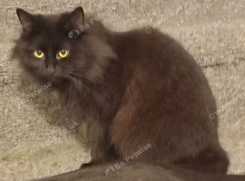 Maine Coon X