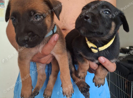Mechelse Herder Puppies For Sale &ndash; Proven Working Bloodlines