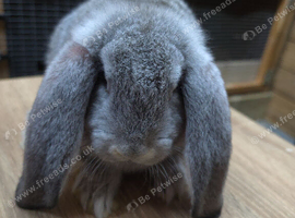 French lop rabbit