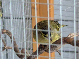 Glosters, Irish canaries.