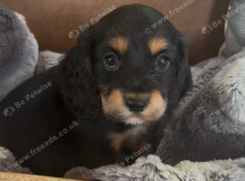 Gorgeous cocker spaniel pups