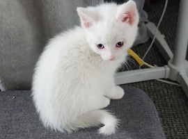 White girl kitten