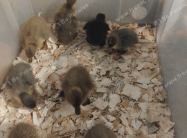 4 Indian runner female ducklings