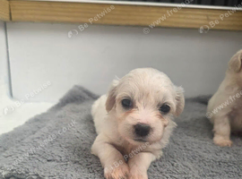 Cabochon pups