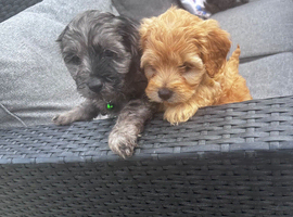 Stunning Cockapoo puppies