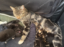 3 kittens available immediately