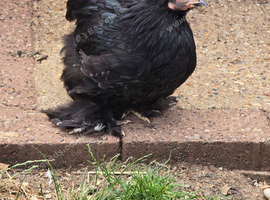 Pekin Bantam Pullets