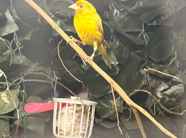 X2 Siberian goldfinch hens