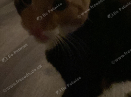 Beauitiful female cat