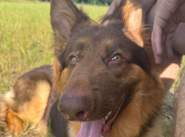 German shepherd male