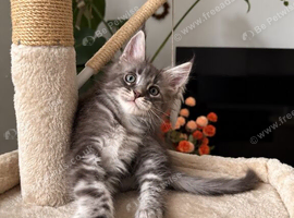 Tica registered Maine Coon boy