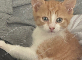 Two ginger males ready 9th oct