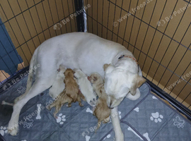 Labradoodle cross puppies