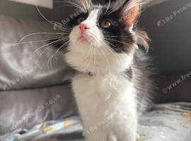 Looking for long haired kitten