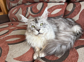 Silver grey Maine coon