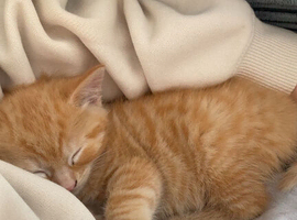 Kittens to go together
