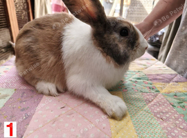 Baby Bunnies for Sale (4 in total)