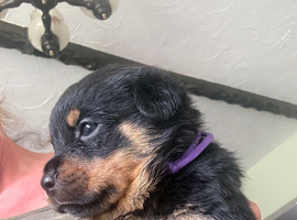 Stunning Rottweiler pups available