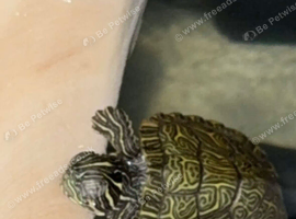Young turtle