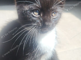 Cute 8 week kitten needs rehoming