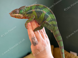 Blue Bar Ambilobe Panther Chameleon