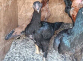 2 black aseel