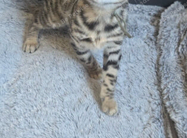 Kitten