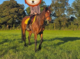 Amber Sport Horse