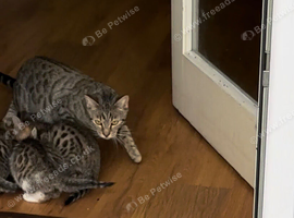 Bangal X Tabby 2 kittens