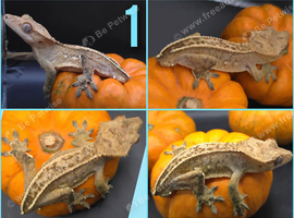 various cresties for sale. individual prices in description