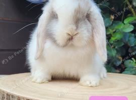Mini lop bunnies & adults available