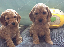 Cockapoo puppies