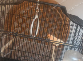 2 cock