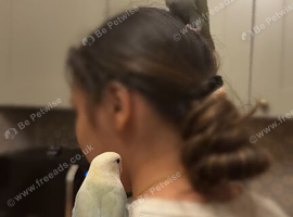 Two bonded breeding love birds
