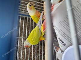 Proven pair mutatation conure