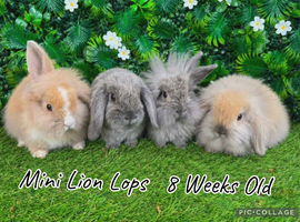Mini lion lop babies