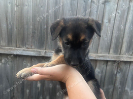 Dutch X German Shepherd puppies