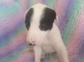 Grayhound puppies ready now