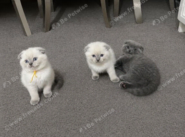 British Shorthair kittens