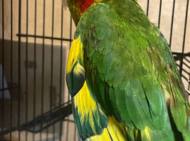 1 hoffmans conure