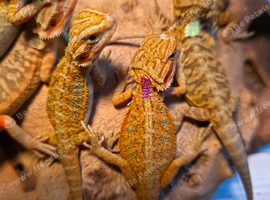 16 baby beardied dragons ready for forever homes