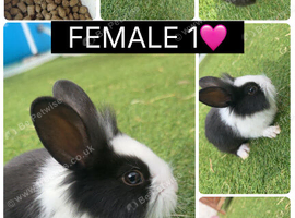 2 8wk Old Baby Rabbits