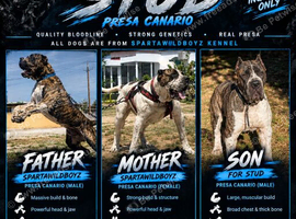 presa stud