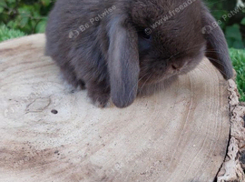 Pure bred mini lop baby rabbits