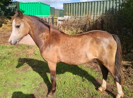 Yearling Section A filly